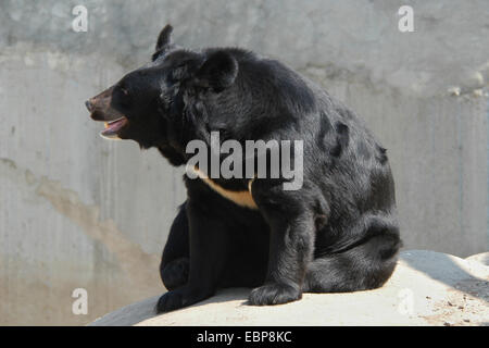 Asiatischer Schwarzbär (Ursus Thibetanus) in Moskau Zoo. Stockfoto