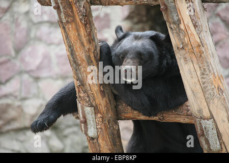 Asiatischer Schwarzbär (Ursus Thibetanus) in Moskau Zoo. Stockfoto