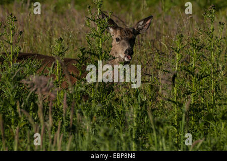 Eine junge männliche Roosevelt-Wapiti (Cervus Canadensis) Prairie Creek Redwoods State Park, Northern California Coast. Stockfoto