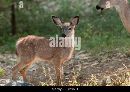 Ein Maultier-Rotwild fawn (Odocoileus Hemionus) unter dem wachsamen Auge der Mutter. Sierra Foothills of Northern California. Stockfoto