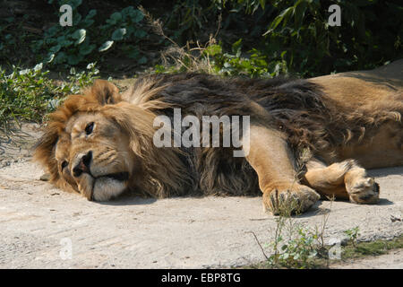 Asiatische Löwe (Panthera Leo Persica), auch bekannt als die indischen Löwen Moskau Zoo. Stockfoto