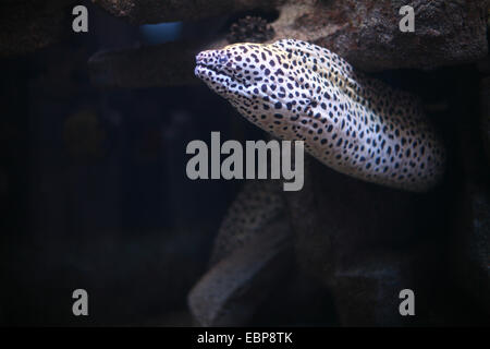 Geschnürte Muräne (Gymnothorax Favagineus), auch bekannt als der Leopard Moray in Moskau Zoo. Stockfoto