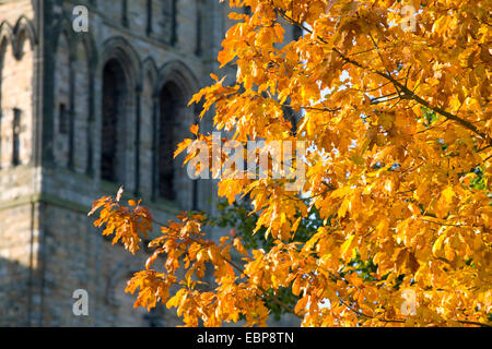 Durham County Durham, England. Goldener Herbst Blätter eine Stieleiche (Quercus Robur) vor der Durham Cathedral. Stockfoto