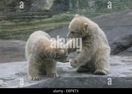 Zwei jungen Eisbären (Ursus Maritimus) spielen im Zoo von Moskau, Russland. Stockfoto