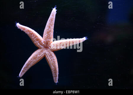 Northern Pacific Seestern (Asterias Amurensis) in Moskau Zoo. Stockfoto