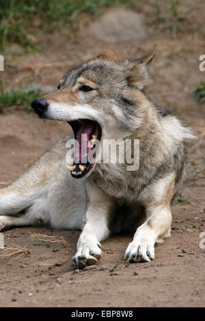 Eurasische Wolf (Canis Lupus Lupus), auch bekannt als der mittleren russischen Wald Wolf in Moskau Zoo. Stockfoto