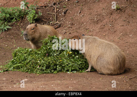 Zwei Wasserschweine (Hydrochoerus Hydrochaeris) essen frische Gräser im Zoo von Pilsen in Westböhmen, Tschechien. Stockfoto