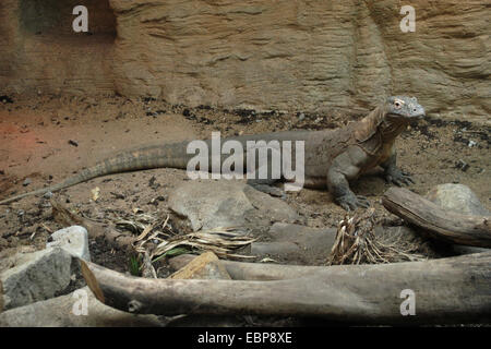 Komodo-Waran (Varanus Komodoensis) im Zoo von Pilsen in Westböhmen, Tschechien. Stockfoto