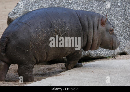 Neugeborenes Flusspferd (Hippopotamus Amphibius) am Zoo Prag. Stockfoto