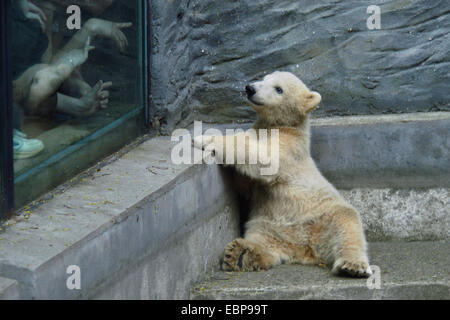 Neugeborenes Eisbär (Ursus Maritimus) namens Bertik oder Albert in seinem Gehege im Zoo von Prag, Tschechische Republik. Polar Bear Cub wurde Bertik im Prager Zoo am 2. Dezember 2003 geboren. Das Bild wurde im Mai 2004 aufgenommen. Stockfoto