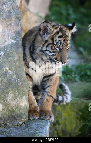 Neugeborenen sibirische Tiger (Panthera Tigris Altaica), auch bekannt als der Amur-Tiger im Zoo Prag. Dieser Tiger Cub wurde im Frühjahr 2007 im Prager Zoo geboren. Das Bild wurde im November 2007 aufgenommen. Stockfoto