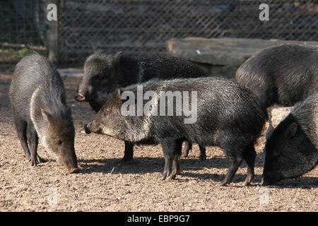 Halsbandpekaris (Pecari Tajacu) im Schönbrunn Zoo in Wien, Österreich. Stockfoto