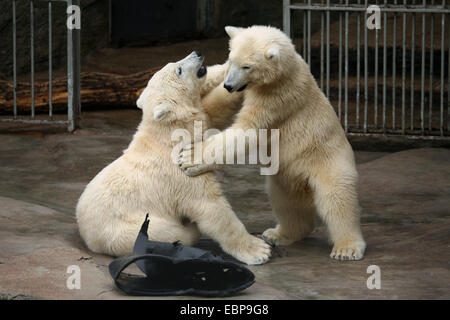 Zwei jungen Eisbären (Ursus Maritimus) spielen im Schönbrunn Zoo in Wien, Österreich. Stockfoto