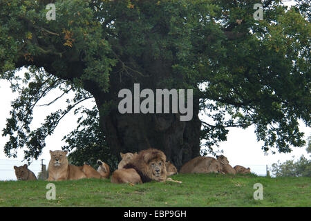 Afrikanischen Löwen (Panthera Leo) ruhen unter einem Baum in Woburn Safari Park in Bedfordshire, England, UK. Stockfoto