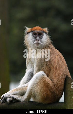 Patas Affe (Erythrocebus Patas), auch bekannt als der Husaren-Affe. Stockfoto