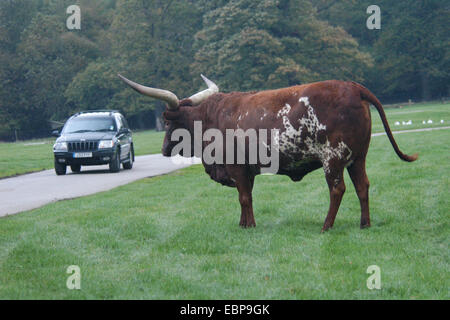 Watusi Rinder (Bos Taurus Africanus) sieht aus wie Besucher fährt in einem Auto in Woburn Safari Park in Bedfordshire, England, UK. Stockfoto