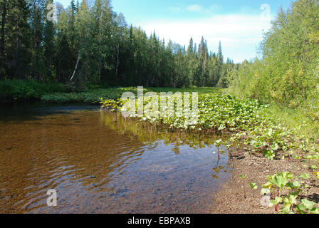 Ruhigen Wald Fluss. Jungfrau Komi Wälder, Taiga in Ridge Chernyshov. Stockfoto