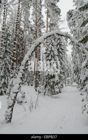 Winter Schnee bedeckten Bäume. Viitna, Estland. Stockfoto