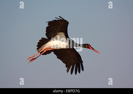 Black Stork - Ciconia Nigra fliegen Stockfoto