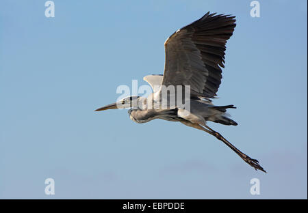 Graureiher fliegen Stockfoto