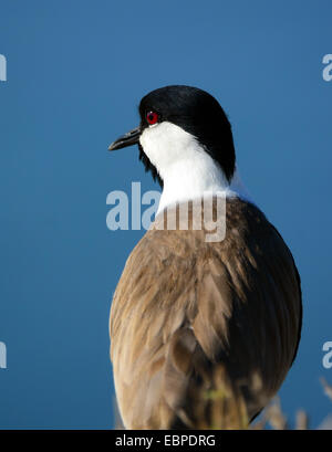 Sporn-winged Kiebitz, Vanellus Spinosus, Ansicht von hinten Stockfoto