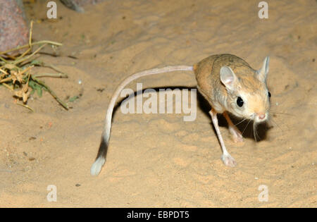 Größere ägyptische Jerboa, Jaculus orientalis Stockfoto