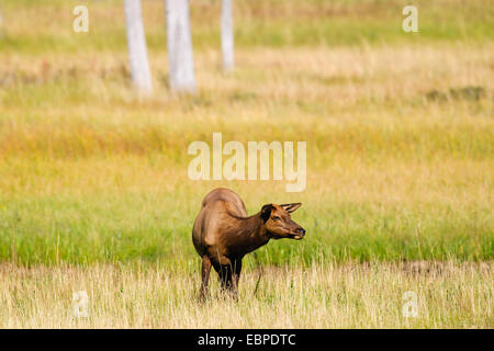 Wilde Doe Elch in einem Flusstal, Yellowstone-Nationalpark in Wyoming Stockfoto