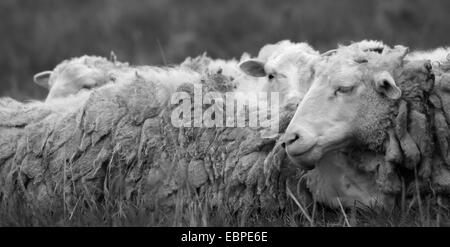 Monochrome Fotografie Schafe, Rest auf einer Wiese. Stockfoto