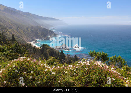 Die Santa Lucia Berge bilden die Big Sur Küste mit weißen, trompetenförmige Wildblumen im Vordergrund. Stockfoto