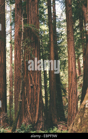 Hohen Redwood-Bäume in einem Wald Stockfoto