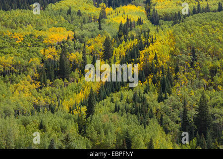 Herbst-Landschaft und Aspen Bäume entlang der Burgenstraße Creek in White River National Forest in der Nähe von Aspen Colorado Stockfoto