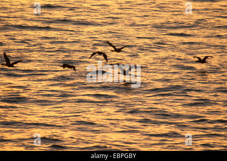 Kormorane auf der Flucht im Morgengrauen, Ellen Browning Scripps Marine Park, La Jolla, Kalifornien Stockfoto