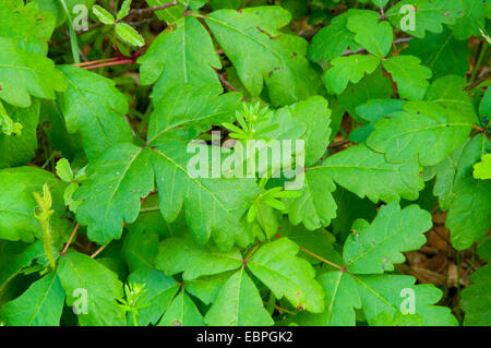 Poison Oak (Toxicodendron Diversilobum), San Mateo Wildnis, Cleveland National Forest, California Stockfoto