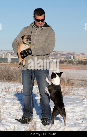 Mann mit seinen Hunden aus Boston Terrier und Bugg (Kreuzung zwischen Boston Terrier und Pug) im Edworthy Park Stockfoto