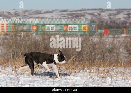 Der elf Jahre alte Boston Terrier läuft in der Hundeleine-Zone im Edworthy Park Stockfoto