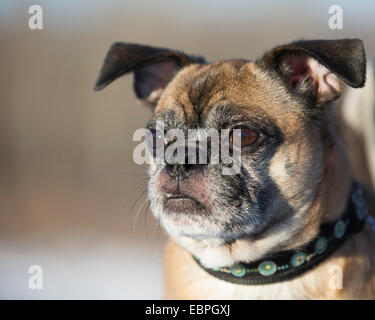 Bugg - eine Kreuzung zwischen Boston Terrier und Mops Hund Stockfoto