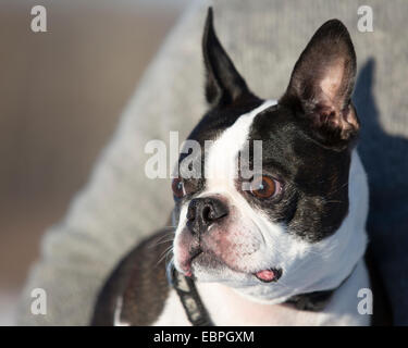 Elf Jahre alten Boston Terrier mit grauem Star Stockfoto