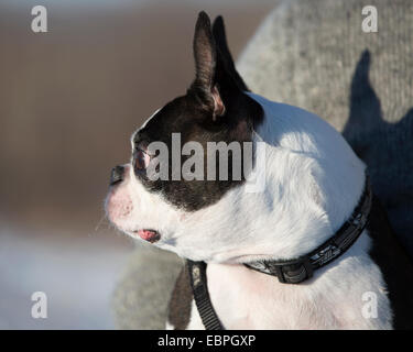 Elf Jahre alten Boston Terrier Stockfoto