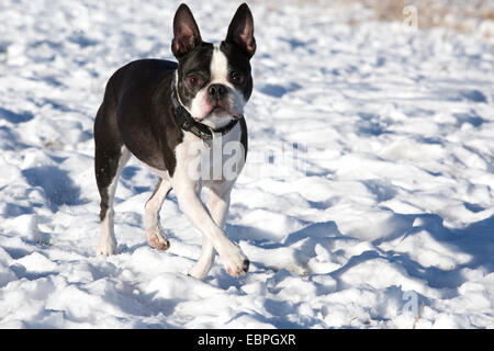 Der elf Jahre alte Boston Terrier läuft im Hundepark durch den Schnee Stockfoto