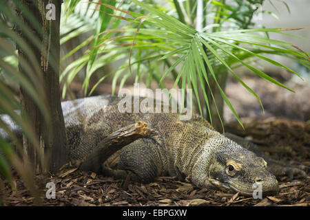 Weiblicher Komodo-Drache (Varanus komodoensis) liegt im Wald Untergeschichte des Zoos Eurasische Ausstellung Stockfoto