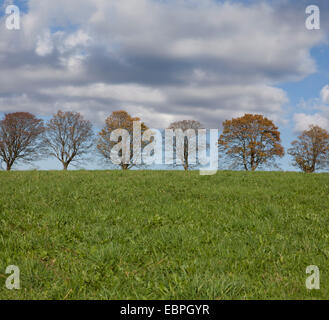 Reihe von Bäumen mit Wolken, Meinerzhagen, Nordrhein-Westfalen, Deutschland, Europa Stockfoto