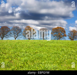 Reihe von Bäumen mit Wolken, Meinerzhagen, Nordrhein-Westfalen, Deutschland, Europa Stockfoto