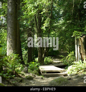 Hölzerne Pfad durch den Wald Stockfoto