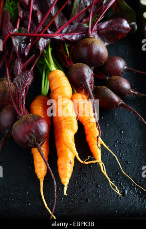 Frische Karotten mit Rüben auf einem schwarzen Hintergrund, Essen Stockfoto