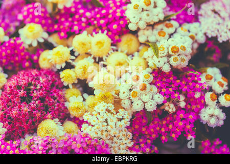 Hintergrundbild des schönen verschiedene bunte wilde Sommerblumen. Stockfoto