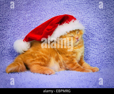 Porträt von niedlichen kleinen Kätzchen trägt Weihnachtsmütze auf einer violetten Decke schlafen Stockfoto