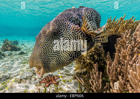 Karte-Kugelfisch (Arothron Mappa) ernähren sich von Schwämmen am Hausriff auf Sebayur Insel, Nationalpark Komodo Island, Indonesien, Asien Stockfoto