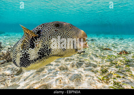 Karte-Kugelfisch (Arothron Mappa) ernähren sich von Schwämmen am Hausriff auf Sebayur Insel, Nationalpark Komodo Island, Indonesien, Asien Stockfoto