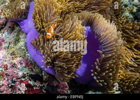 Falscher Clown Anemonenfische (Amphiprion Ocellaris), Sebayur Island, Island Nationalpark Komodo, Indonesien, Südostasien, Asien Stockfoto