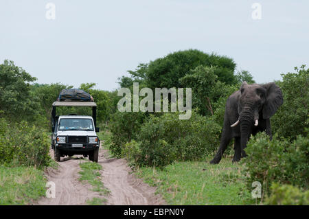 Afrikanischer Elefant (Loxodonta Africana), Khwai Konzessionsgebiet, Okavango Delta, Botswana, Afrika Stockfoto